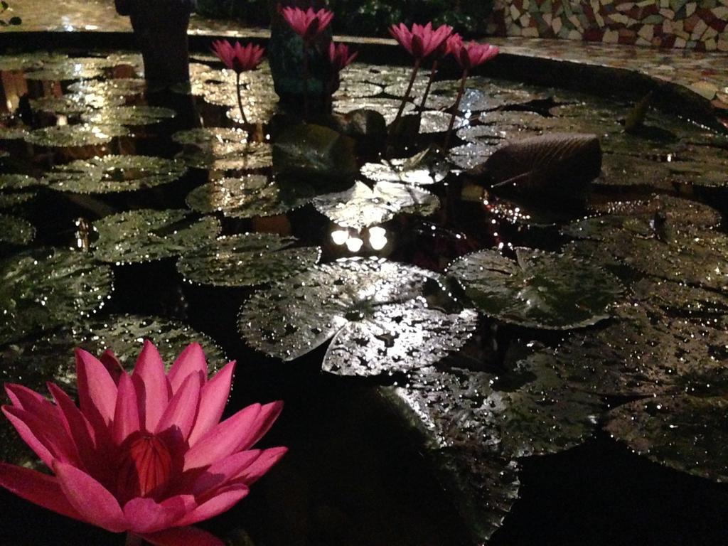 The Lotus Garden Bed and Breakfast Puerto Princesa Exterior foto